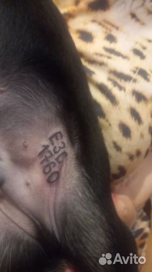 Клеймение щенков