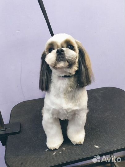 Стрижка йорков, мальтезе, ши-тцу, шпицев