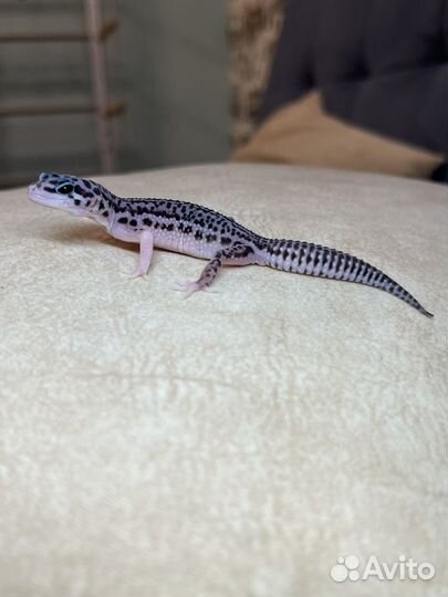 Эублефар малыш