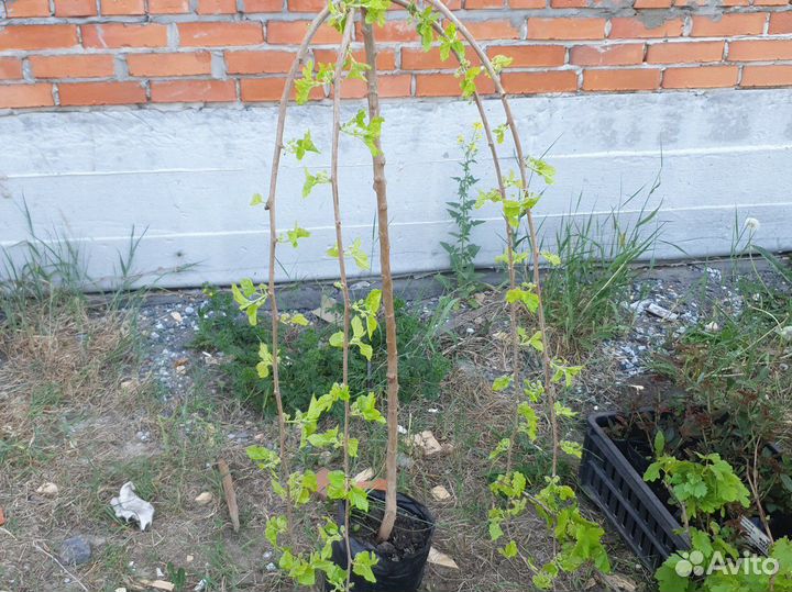 Кустовые розы саженцы и плодовых саженцев