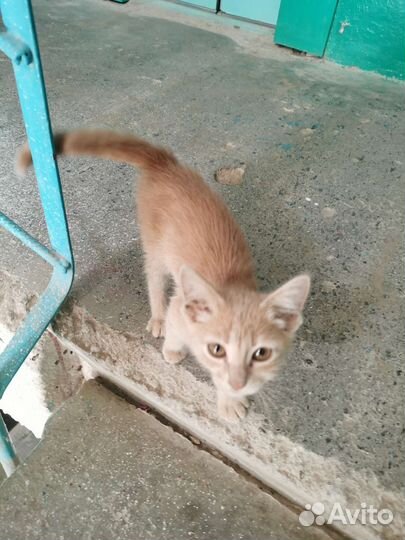 Найден котенок