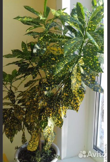 Кротон Голд Сан