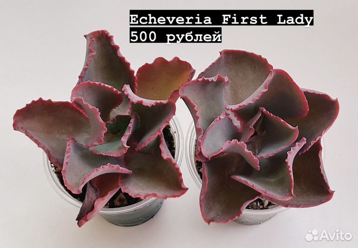 Суккуленты. Эхеверии