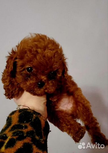 Той пудель. Девочки и мальчишки