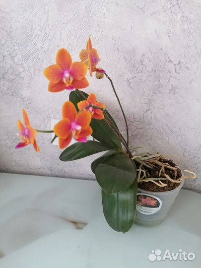 Орхидея фаленопсис