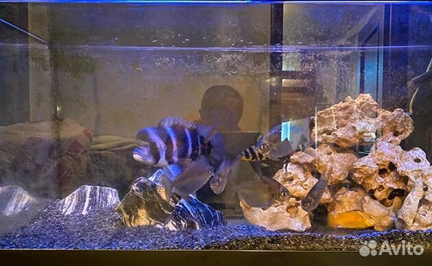 Аквариум немецкий Juwel Rio 180