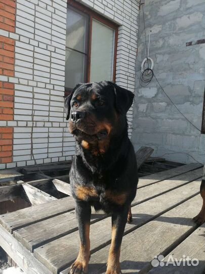 Щенки ротвейлера