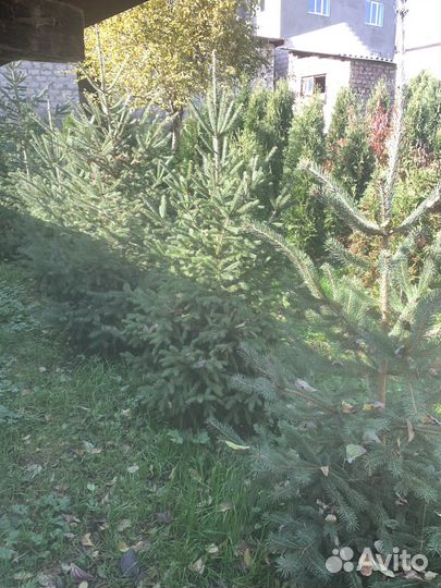 Ель энгельмана