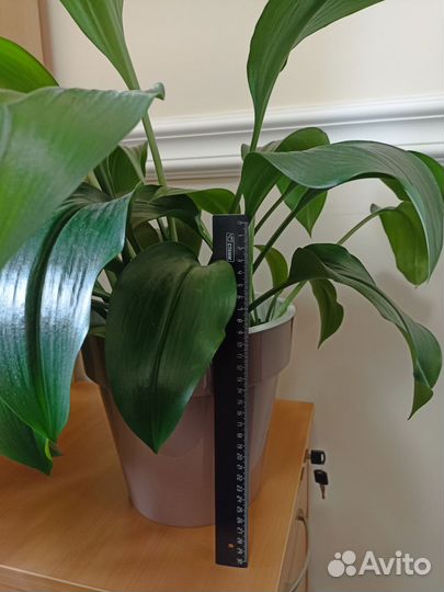 Комнатный цветок Эухарис