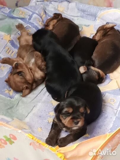 Йоркширский терьер