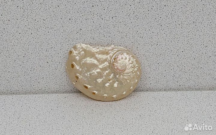 Халиотис перламутровый 5,7 ракушка раковина
