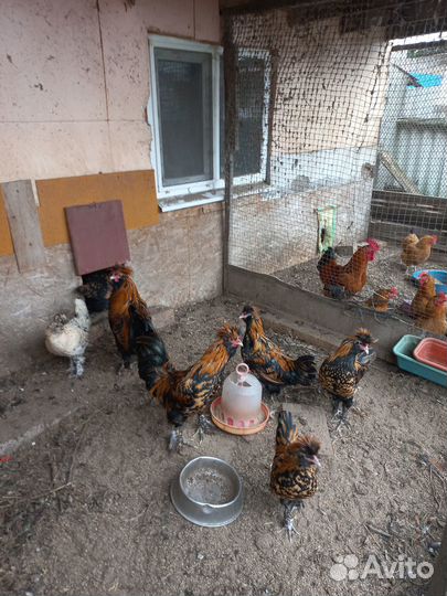 Павловские петухи