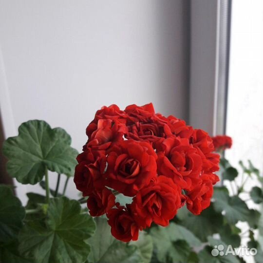 Пеларгония герань