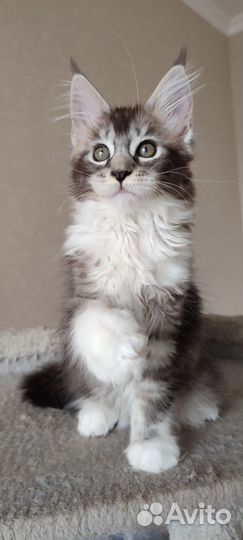 Котята мейн-кун Питомник