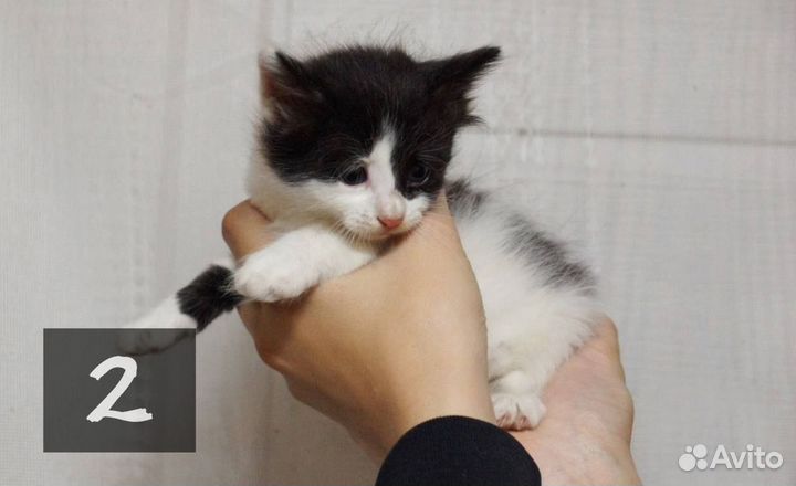 Котята