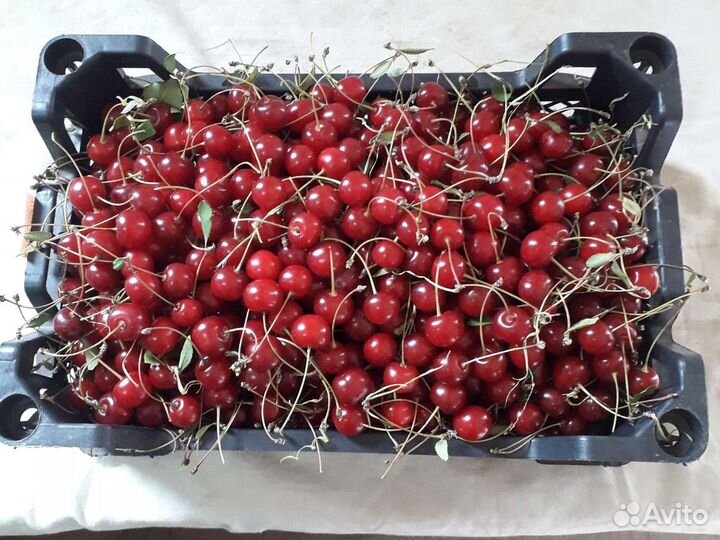 Вишня местная