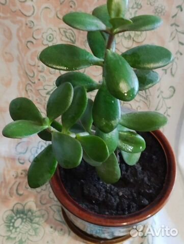 Толстянка(денежное дерево)