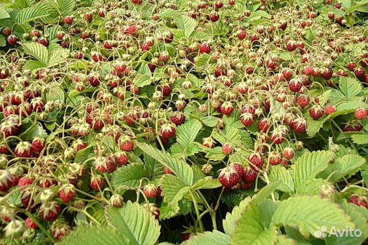 Саженцы Малины и клубники