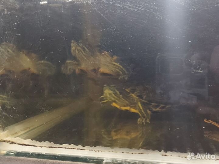 Черепашки с аквариумом