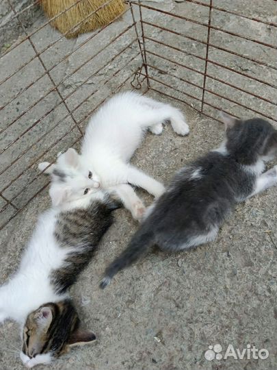 Котята в добрые руки