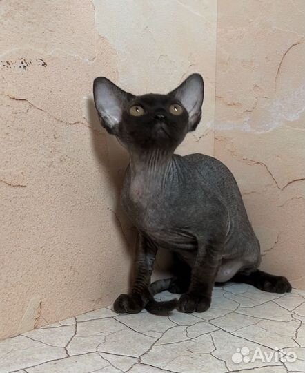 Девочка ушастик