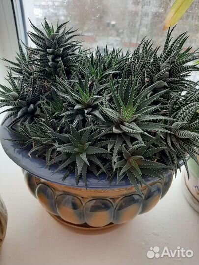 Цветы разные, цветущие