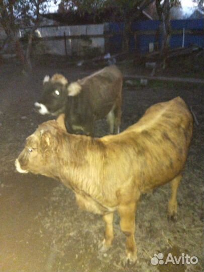 Бычок и телки