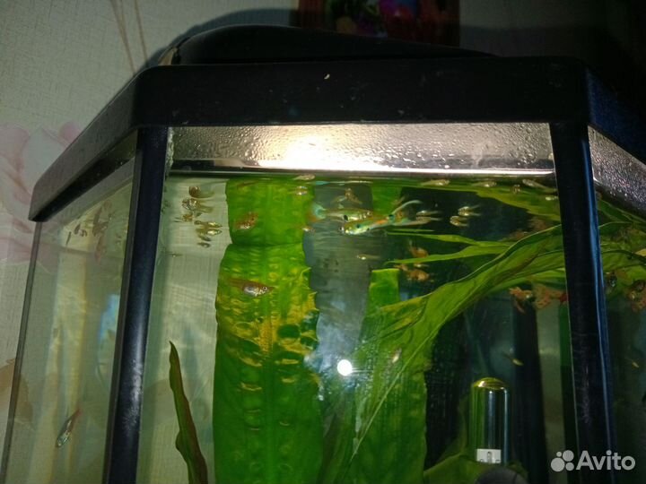 Мальки гуппи