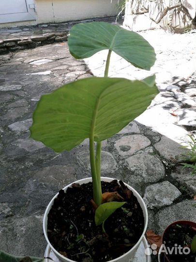 Линкоранская акация, алоказия, монстера