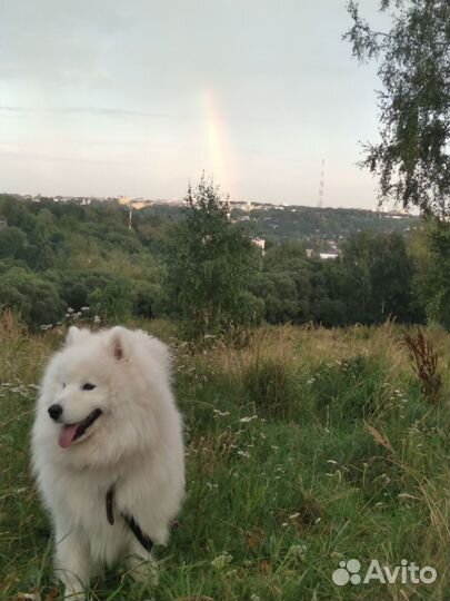 Отдам в добрые руки