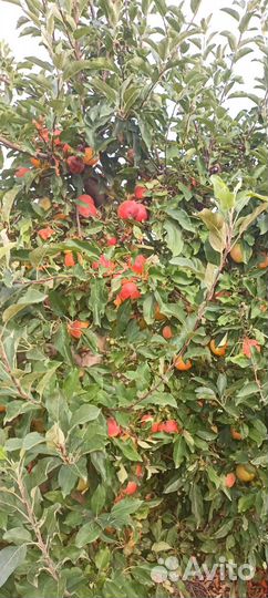 Яблоки оптом