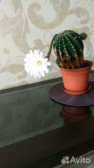 Кактус/кактусята