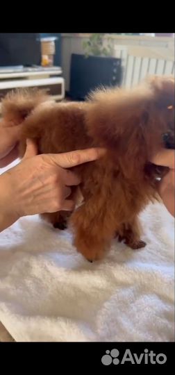 Тикап тедди пудель китай