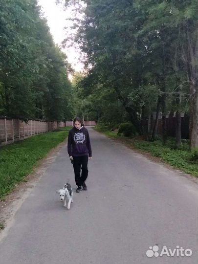 Выгульщик собак