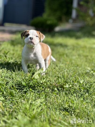 Американский стаффордширский терьер- мальчик