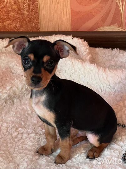 Той-терьер щенки