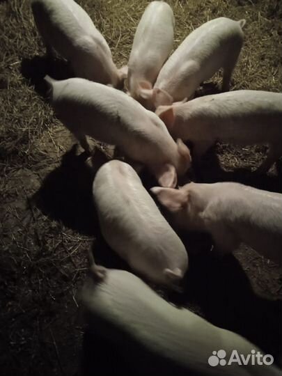Поросенок ландрас