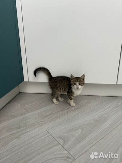 Котенок