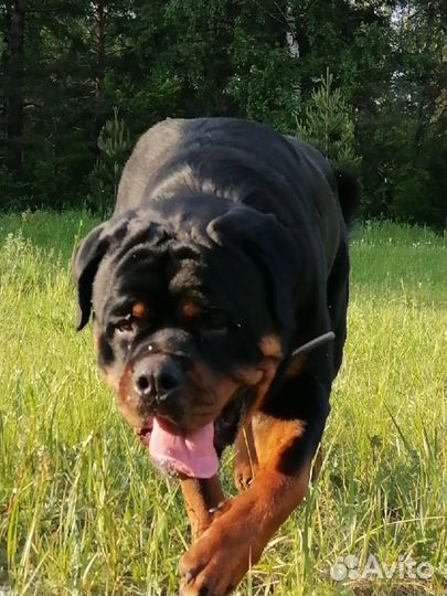 Ротвейлер вязка
