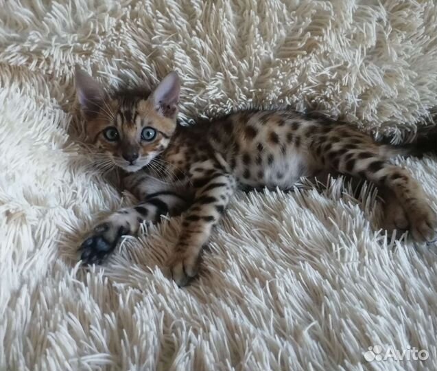 Бенгальская кошка