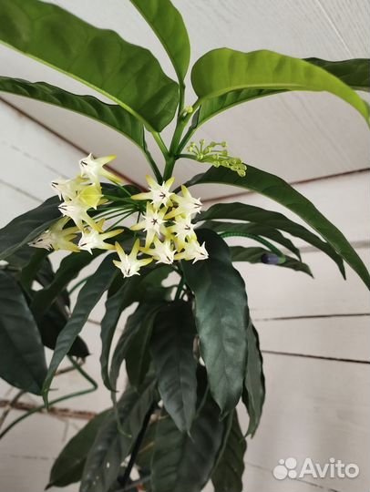 Хойя мультифлора