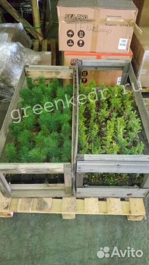 Саженцы Кедр Сибирский 20см от первых рук