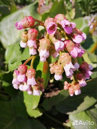 Бадан толстолистный