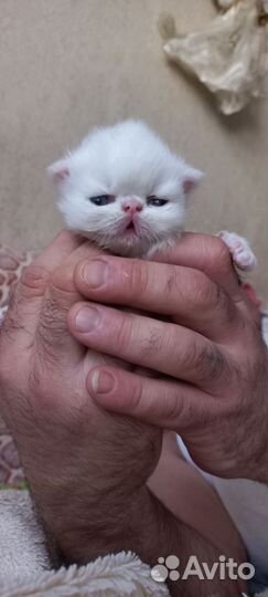 Персидская кот и кошка