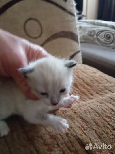 Весёлые котята