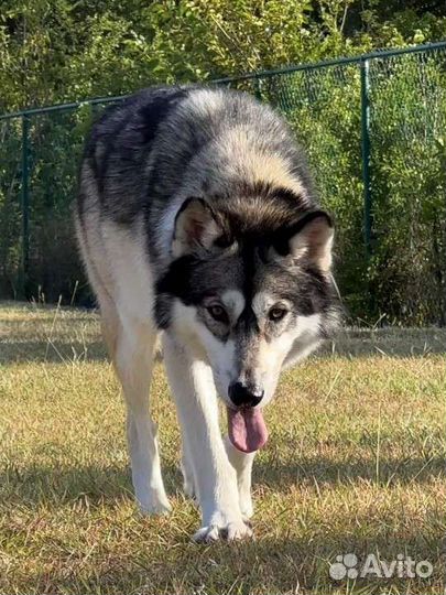 Волкособ, щенки