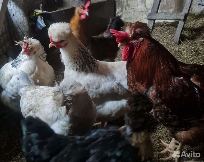 Инкубационное яйцо