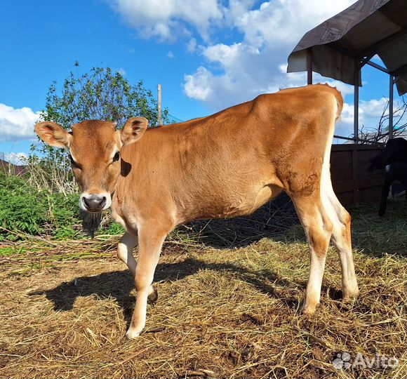 Коровка джерси