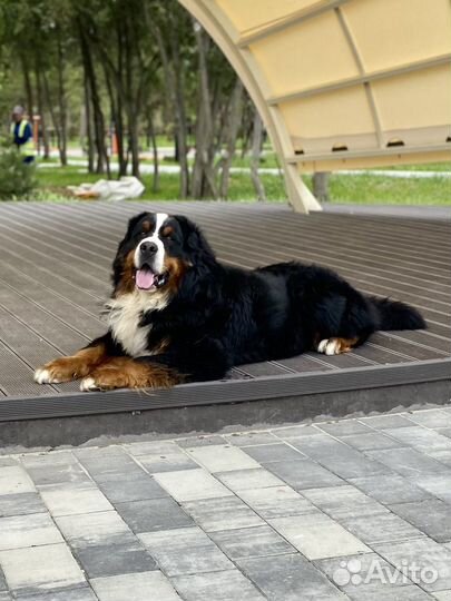 Бернский зенненхунд вязка