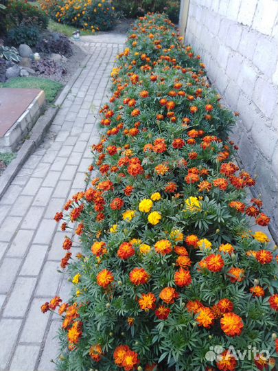 Рассада бархатцы(доставка бесплатно)